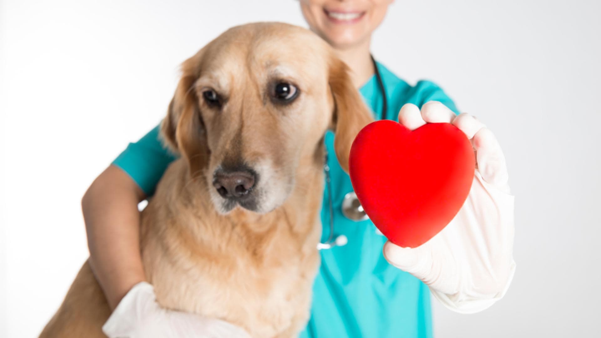 ¿Cómo sé si mi perro tiene alguna alergia?