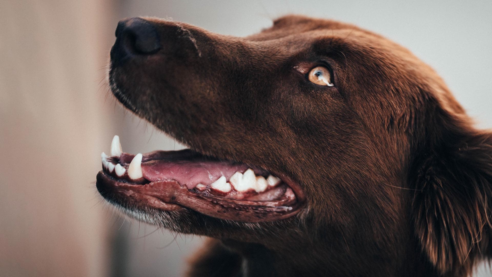 Elimina el sarro de forma natural