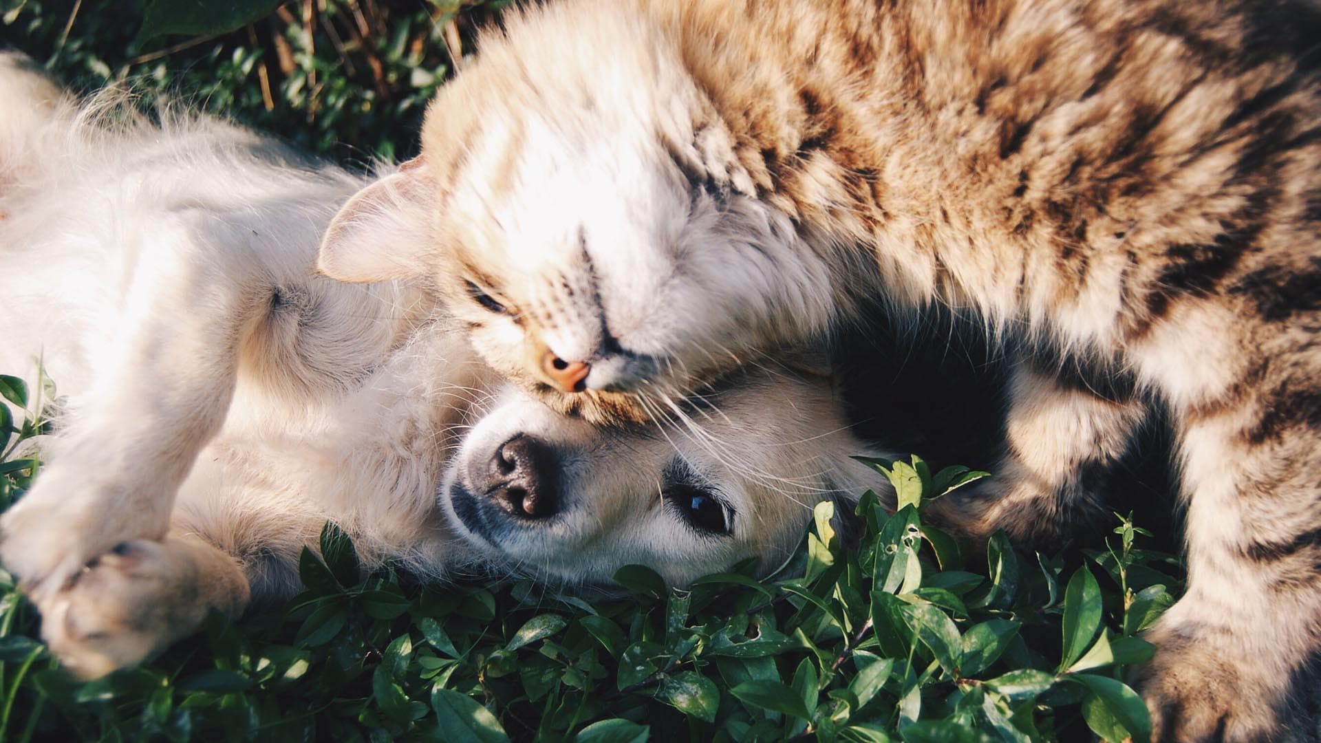 Los perros y gatos son carnívoros