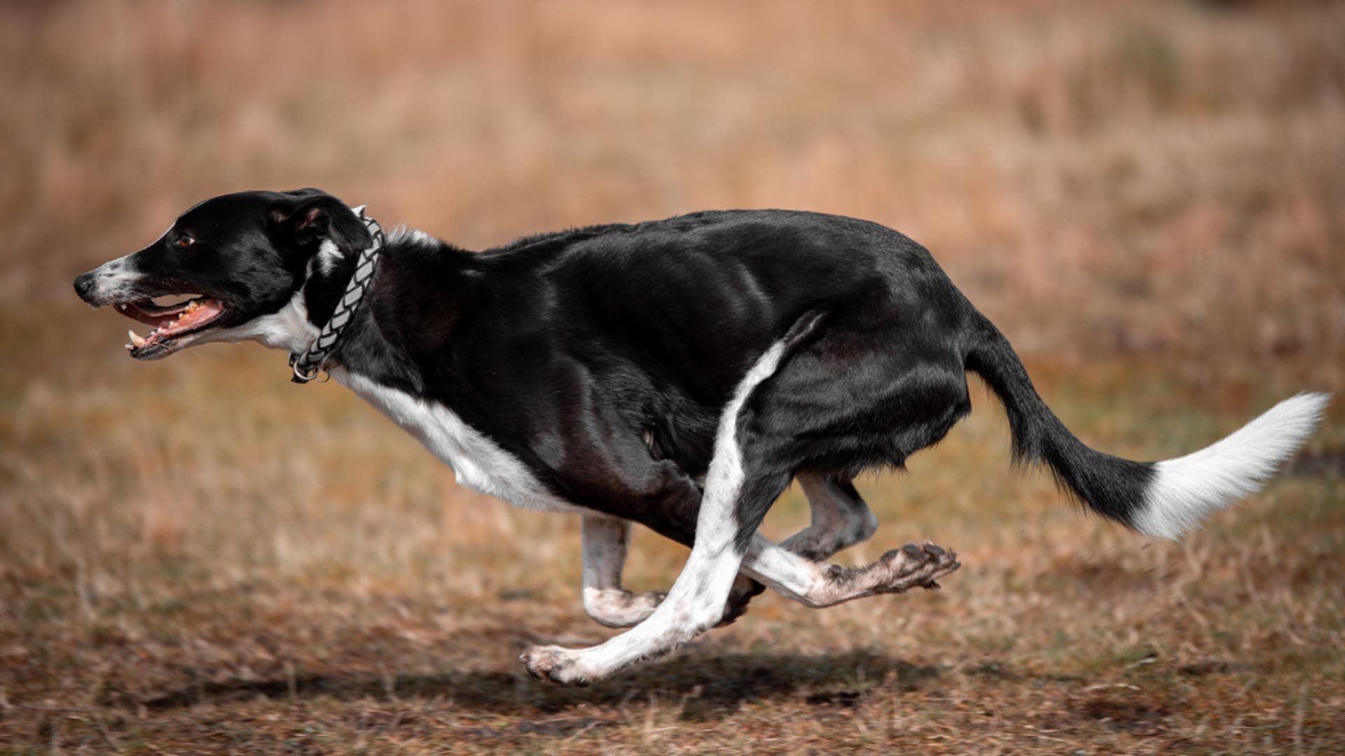 ¿Qué son la glucosamina y la condroitina?