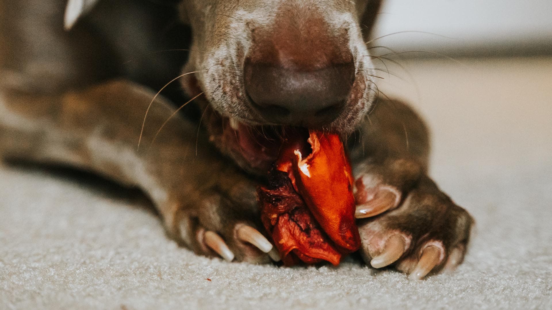 Subproductos animales