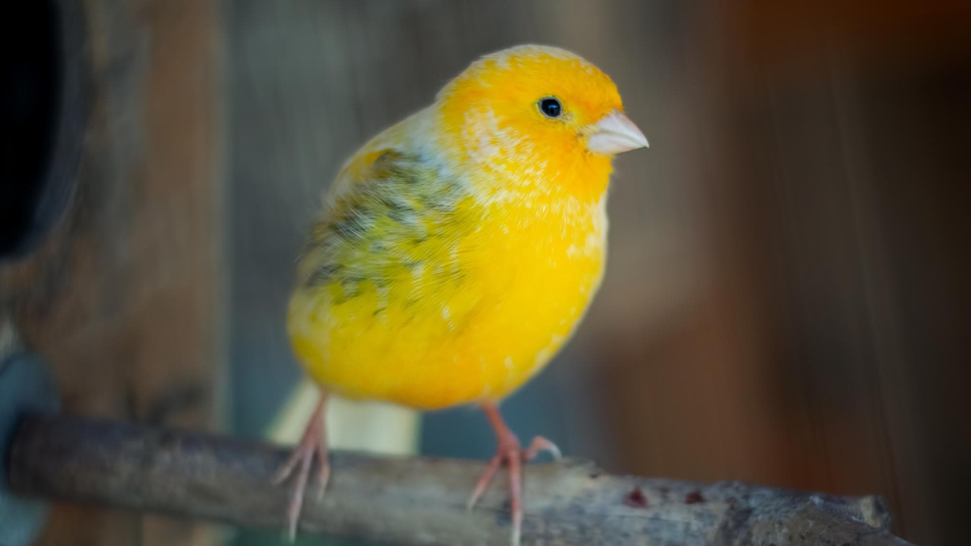 ¿Cómo puedo dar a los Canarios una alimentación natural y equilibrada?
