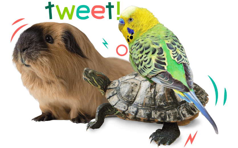 Otros animales